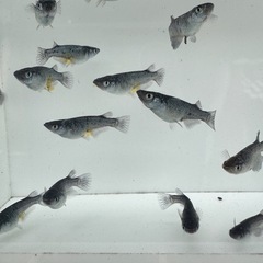 クラウドグレーダイアの画像