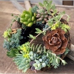 シダーローズ　バラの花みたいな木の実の画像