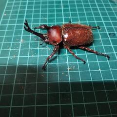①国産外国産クワガタカブトムシ500円クジ‼️の画像