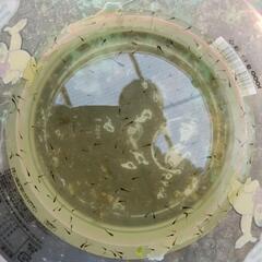 かわいい🐟メダカ🐟MARIMOYA　愛媛県購入　子孫　仔魚（1〜2週間　10㍉位迄？）100匹位　8名様の画像