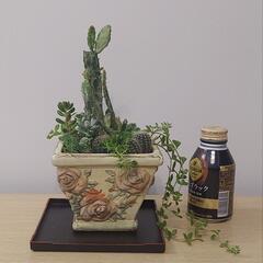 サボテン、多肉植物の画像