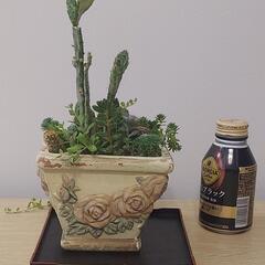 サボテン、多肉植物の画像