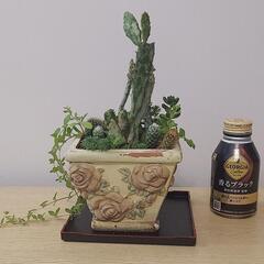 サボテン、多肉植物の画像