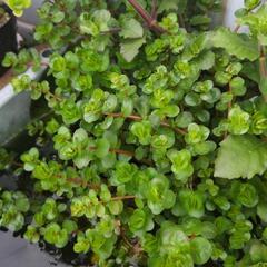 水草有茎草20本ランダム②の画像
