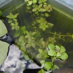 水草有茎草20本ランダム②の画像