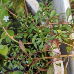 水草有茎草20本ランダム②の画像