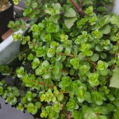 水草有茎草20本ランダム②の画像