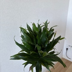 観葉植物の画像