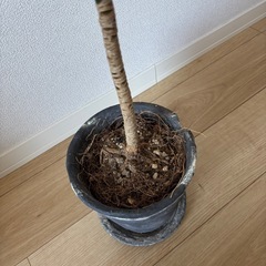 観葉植物の画像