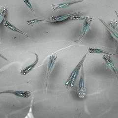 深海　若魚まとめ売りの画像