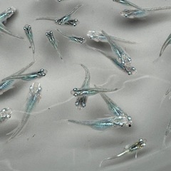 深海　若魚まとめ売りの画像