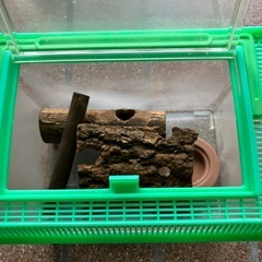 虫カゴ①の画像