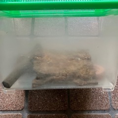 虫カゴ①の画像