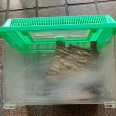虫カゴ①の画像