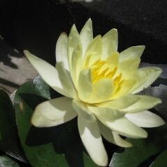 姫花睡蓮　黄色の花　3株　植物　の画像