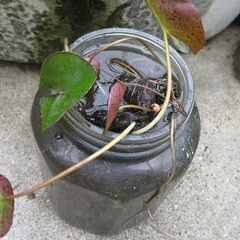 姫花睡蓮　黄色の花　3株　植物　の画像
