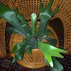 ビカクシダ　コウモリラン　観葉植物②の画像