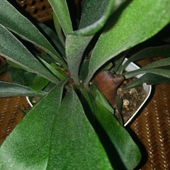 ビカクシダ　コウモリラン　観葉植物②の画像