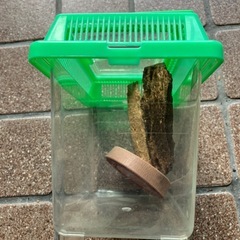 虫カゴ　小①の画像