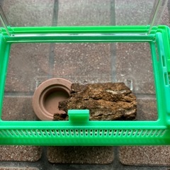 虫カゴ　小①の画像