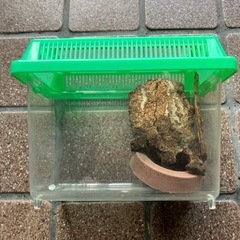 虫カゴ　小①の画像