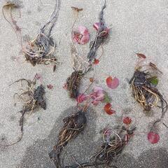 姫花睡蓮　黄色の花　3株　植物　の画像