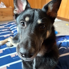 珍島犬