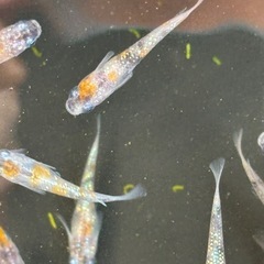 メダカ　あけぼのの画像