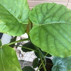 ウンベラータ① 観葉植物④の画像