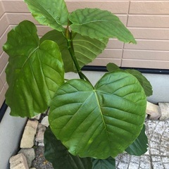 ウンベラータ① 観葉植物④の画像