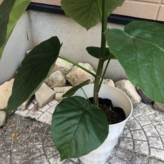 ウンベラータ① 観葉植物④の画像