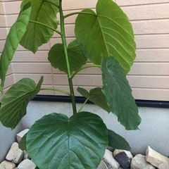 ウンベラータ① 観葉植物④の画像