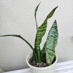 サンセベリア(お取引中)の画像