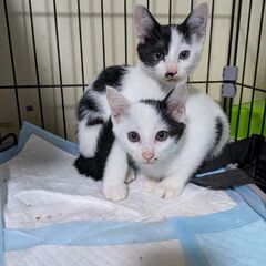 野良の子猫2/4匹保護（推定生後4~5ヶ月） - 猫