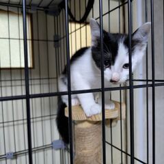 野良の子猫2/4匹保護（推定生後4~5ヶ月） - 青森市