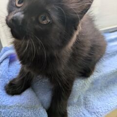 野良の子猫4匹保護（推定生後3~4ヶ月）