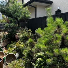 松、まき、なんてん等庭の植木の画像