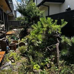松、まき、なんてん等庭の植木の画像