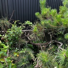 松、まき、なんてん等庭の植木の画像