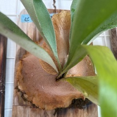 ビカクシダ　品種不明　③の画像