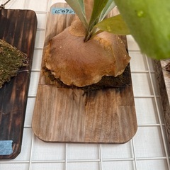 ビカクシダ　品種不明　③の画像