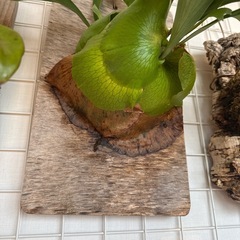 ビカクシダ　品種不明　②の画像