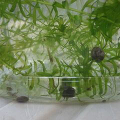 めだか（10匹＋ヌマエビ5匹＋貝5匹＋水草＋入れ物）の画像
