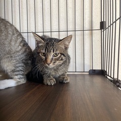 子猫生後3ヶ月　2匹セット引き取り希望　オス　メス - 猫