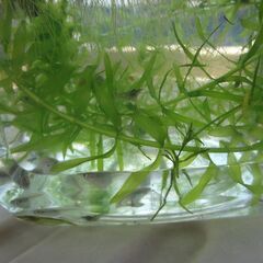 めだか（10匹＋ヌマエビ5匹＋貝5匹＋水草＋入れ物）の画像