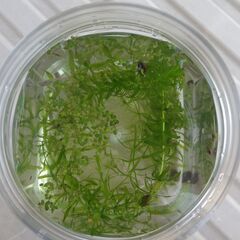 めだか（10匹＋ヌマエビ5匹＋貝5匹＋水草＋入れ物）の画像