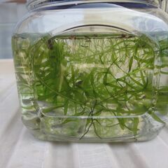 めだか（10匹＋ヌマエビ5匹＋貝5匹＋水草＋入れ物）の画像