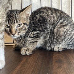 子猫生後3ヶ月　2匹セット引き取り希望　オス　メス − 福岡県