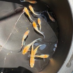 【はやたんメダカ】 ☆レッドクリフ紅白☆ 稚魚〜針子 10匹セット 格安販売の画像