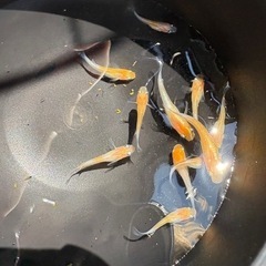 【はやたんメダカ】 ☆レッドクリフ紅白☆ 稚魚〜針子 10匹セット 格安販売の画像